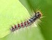 Gypsy moth caterpillar, Lymantria dispar. (photo: Jon Yuschock, Bugwood.org)