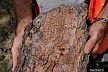 Pine Beetle galleries on pine bark. (Photo: Ronald F. Billings, Texas Forest Service, Bugwood.org) 