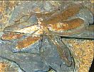 Fossil Dragonfly - By Ghedoghedo - Own work, CC BY-SA 3.0, https://commons.wikimedia.org/w/index.php?curid=32930797