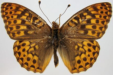Hydaspe Fritillary - dorsal (male)