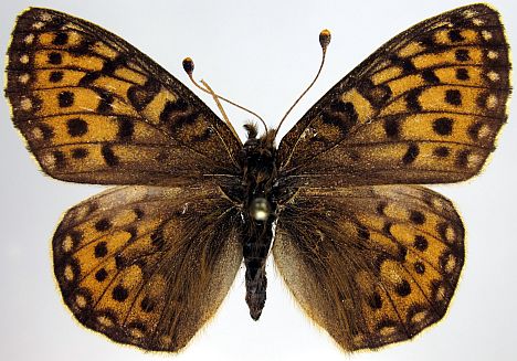 Mormon Fritillary - female dorsal