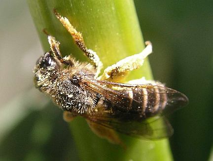 Halictid Bee