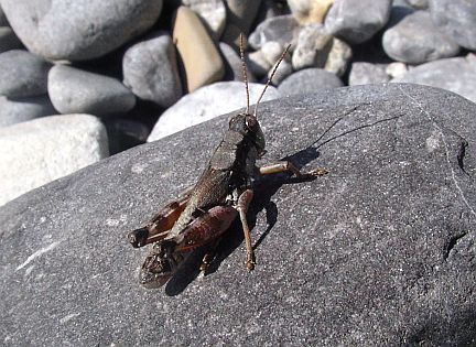 Montane Grasshopper - adult male