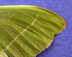Columbian Emerald wing