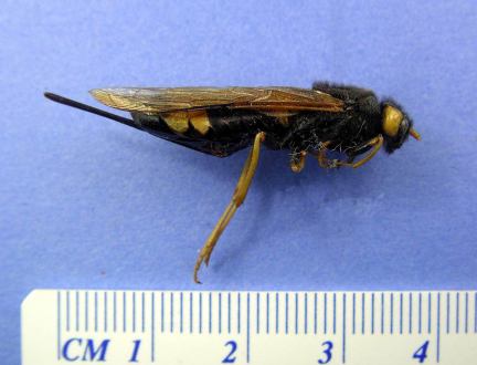 Horntail