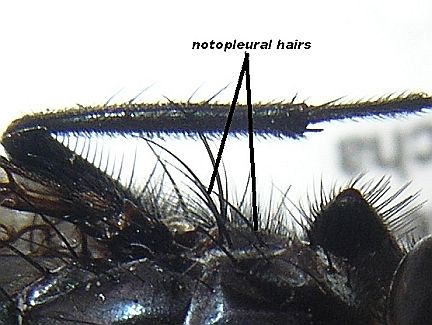 Left side of the mesonotum and notopleuron - note 2 notopleural hairs