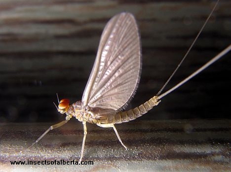 Small Mayfly - Baetidae sp. - imago 