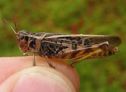 Clearwinged Grasshopper  - adult female