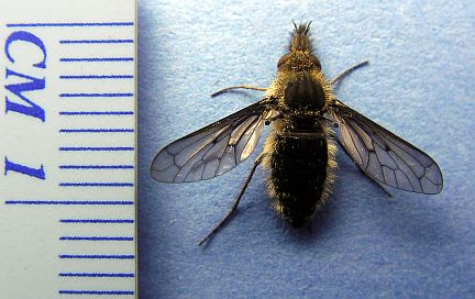 Bee Fly - dorsal