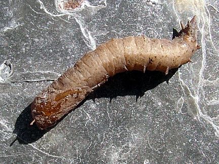 Giant Cranefly Larva - this one was found in wet sand