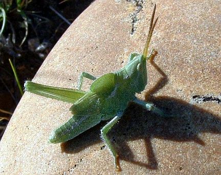 Green Fool Grasshopper
