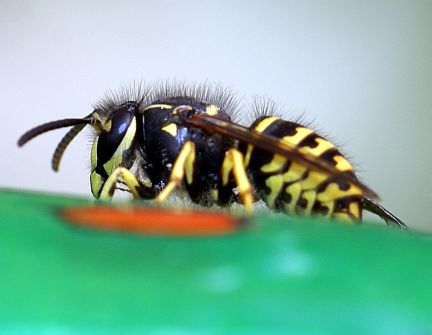 Common Aerial Yellowjacket - side view of worker