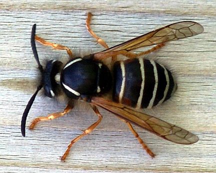 Arctic Yellowjacket - note two rusty spots on the second abdominal tergite/segment.