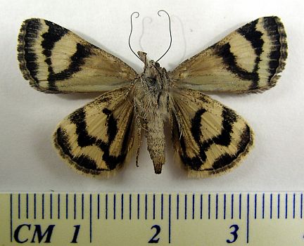 Northern Arches - ventral