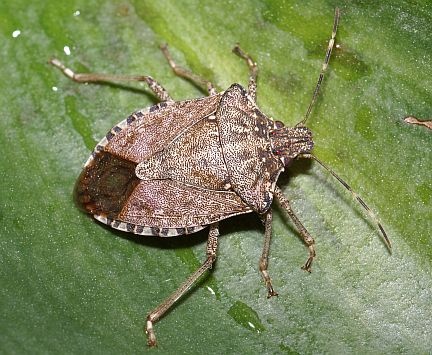 Brown Marmorated Stink Bug - male