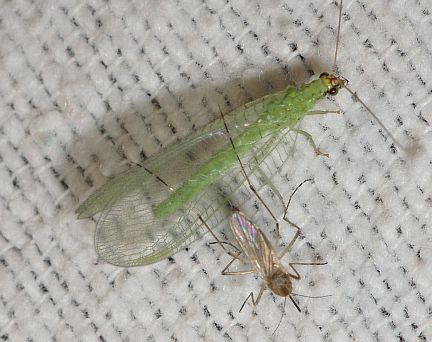 Green Lacewing - with a mosquito