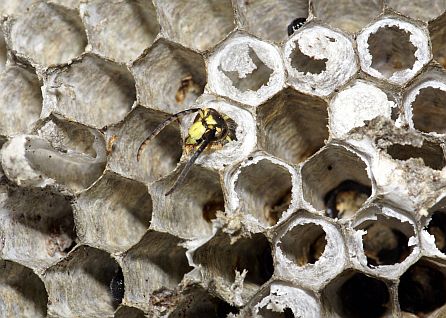 Common Aerial Yellowjacket Nest - cells within a comb in this nest.