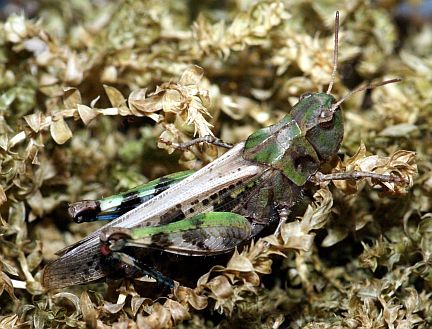 Dusky Grasshopper