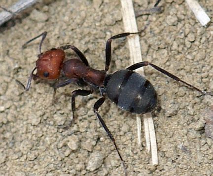 Western Thatching Ant