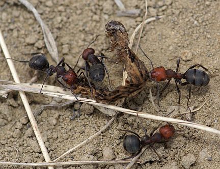 Western Thatching Ants transporting a dried out caterpillar 