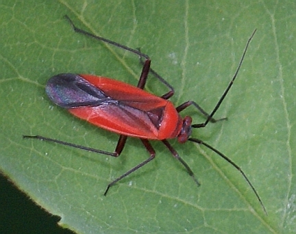 Lopidea sp. Plant Bug