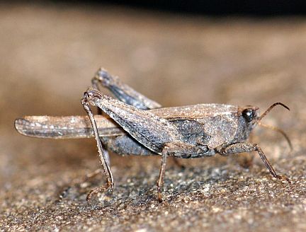 Pygmy Grasshopper