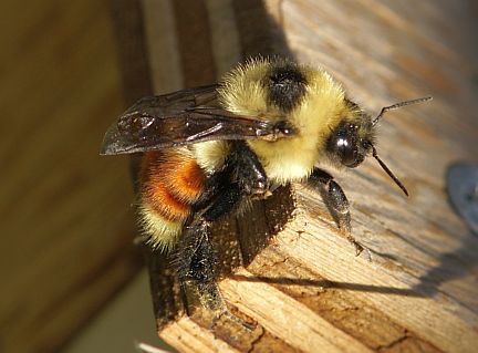 Redbelted Bumble Bee - female
