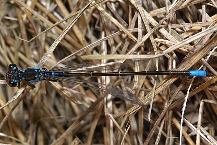 Plains Forktail - top view (male)