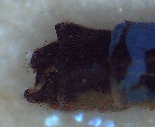 Plains Forktail - male appendage