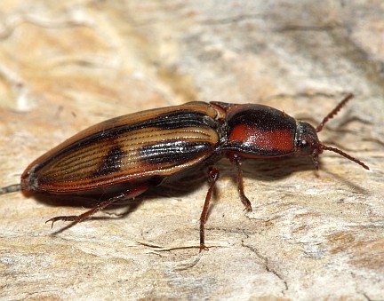 Festive Click Beetle