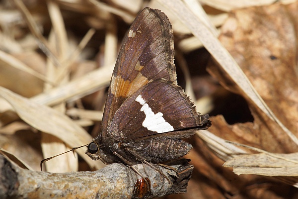 Silverspotted Skipper