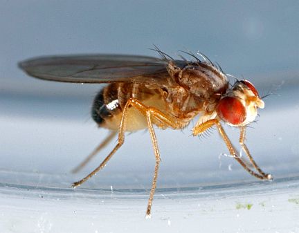 Adult Fruit Fly