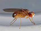 Adult Fruit Fly