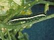 Bertha armyworms - currently not a serious issue in Alberta. (photo: David Gent, USDA Agricultural Research Service, Bugwood.org) 