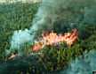 Forest fire. (photo: Wayne Adkins, USDA Forest Service, Bugwood.org)
