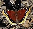 A Mourning Cloak butterfly. (photo: G. Frederick)