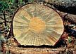 Pine killed by beetle with blues stain fungus, a cross section of log. (Photo: Ronald F. Billings, Texas Forest Service, Bugwood.org)