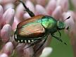 Japanese Beetle. (photo: David Cappaert, Michigan State University, Bugwood.org)