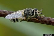 Soldier Fly - Forestry Images