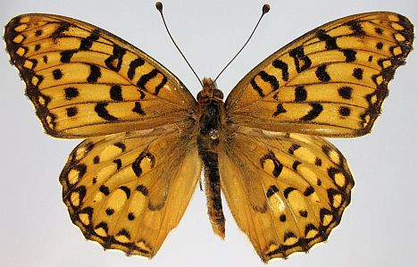 Edward's Fritillary - male dorsal