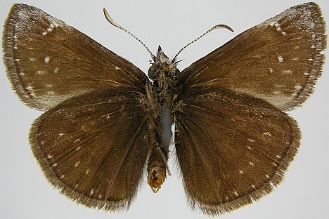 Persius Duskywing - ventral