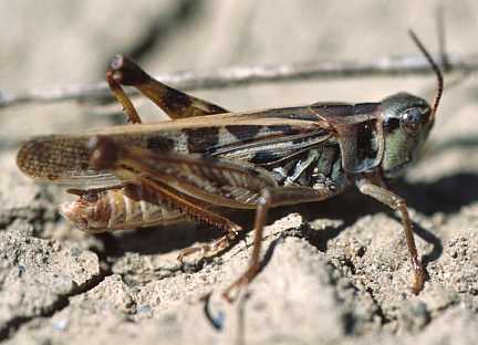 Clear-winged Grasshopper