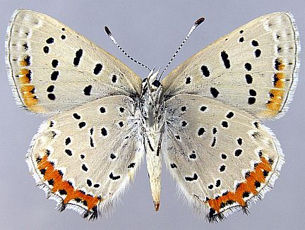 Great Grey Copper - female ventral