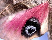 Eyed Hawkmoth Wing.  Note this specimen is slightly aberrant in that it has a white mark over the eye.