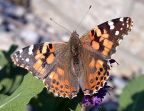 Admirals, Anglewings & Checkerspots