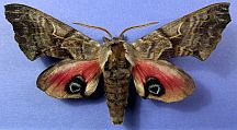 Sphingoid Moths (Sphinx and Clearwings)