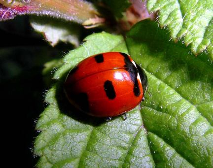 Transverse Lady Beetle