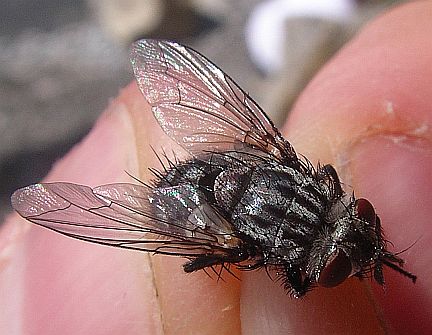 Flesh Fly