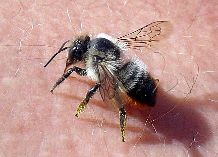 Leafcutting Bee