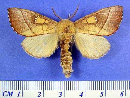 White-dotted Prominent
